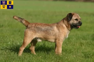 Mehr über den Artikel erfahren Border Terrier Züchter und Welpen in Zlín