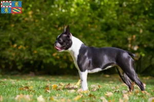 Mehr über den Artikel erfahren Boston Terrier Züchter und Welpen in Bourgogne-Franche-Comté