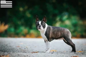 Mehr über den Artikel erfahren Boston Terrier Züchter und Welpen in der Bretagne