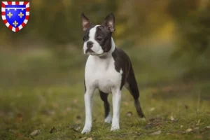 Mehr über den Artikel erfahren Boston Terrier Züchter und Welpen in Centre-Val de Loire