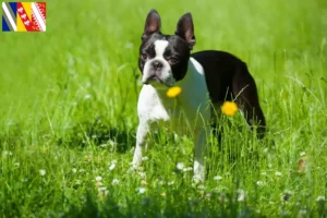 Mehr über den Artikel erfahren Boston Terrier Züchter und Welpen in Grand Est