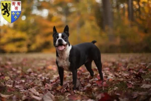Mehr über den Artikel erfahren Boston Terrier Züchter und Welpen in Hauts-de-France