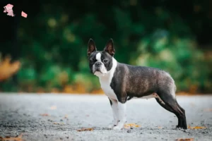 Mehr über den Artikel erfahren Boston Terrier Züchter und Welpen in Hovedstaden