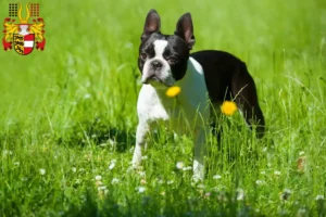 Mehr über den Artikel erfahren Boston Terrier Züchter und Welpen in Kärnten