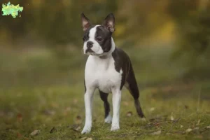 Mehr über den Artikel erfahren Boston Terrier Züchter und Welpen in Midtjylland