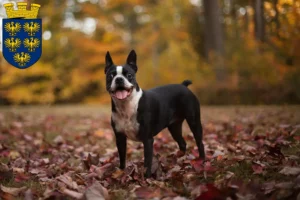 Mehr über den Artikel erfahren Boston Terrier Züchter und Welpen in Niederösterreich