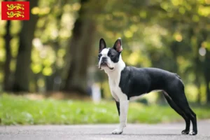 Mehr über den Artikel erfahren Boston Terrier Züchter und Welpen in der Normandie