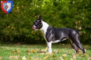 Mehr über den Artikel erfahren Boston Terrier Züchter und Welpen in Pays de la Loire