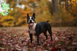 Mehr über den Artikel erfahren Boston Terrier Züchter und Welpen in Sjælland