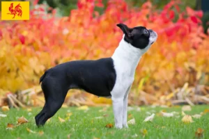 Mehr über den Artikel erfahren Boston Terrier Züchter und Welpen in Wallonische Region