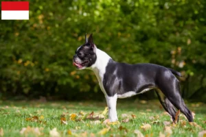 Mehr über den Artikel erfahren Boston Terrier Züchter und Welpen in Wien