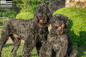 Mehr über den Artikel erfahren Bouvier des Flandres Züchter und Welpen in der Bretagne