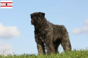 Mehr über den Artikel erfahren Bouvier des Flandres Züchter und Welpen in Drenthe