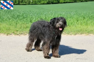 Mehr über den Artikel erfahren Bouvier des Flandres Züchter und Welpen in Friesland