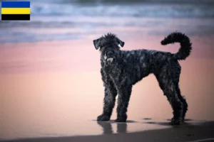 Mehr über den Artikel erfahren Bouvier des Flandres Züchter und Welpen in Gelderland