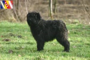 Mehr über den Artikel erfahren Bouvier des Flandres Züchter und Welpen in Grand Est