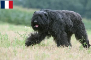 Mehr über den Artikel erfahren Bouvier des Flandres Züchter und Welpen in Guadeloupe