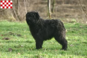 Mehr über den Artikel erfahren Bouvier des Flandres Züchter und Welpen in Nordbrabant