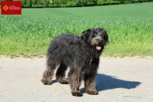 Mehr über den Artikel erfahren Bouvier des Flandres Züchter und Welpen in Okzitanien