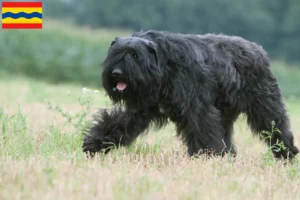 Mehr über den Artikel erfahren Bouvier des Flandres Züchter und Welpen in Overijssel