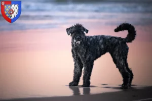 Mehr über den Artikel erfahren Bouvier des Flandres Züchter und Welpen in Pays de la Loire