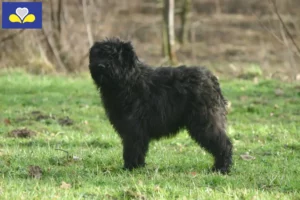 Mehr über den Artikel erfahren Bouvier des Flandres Züchter und Welpen in Region Brüssel-Hauptstadt