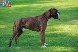 Mehr über den Artikel erfahren Boxer Züchter und Welpen in Bourgogne-Franche-Comté