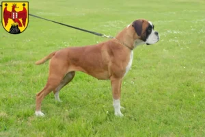 Mehr über den Artikel erfahren Boxer Züchter und Welpen im Burgenland