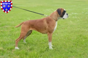 Mehr über den Artikel erfahren Boxer Züchter und Welpen in Centre-Val de Loire