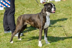 Mehr über den Artikel erfahren Boxer Züchter und Welpen in Friesland