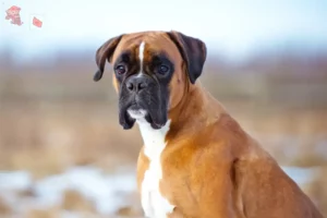 Mehr über den Artikel erfahren Boxer Züchter und Welpen in Hovedstaden