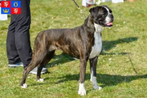 Mehr über den Artikel erfahren Boxer Züchter und Welpen in Hradec Králové