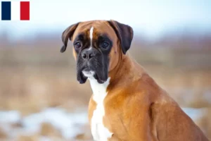 Mehr über den Artikel erfahren Boxer Züchter und Welpen in Martinique