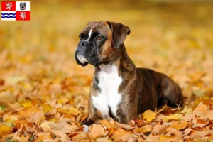 Mehr über den Artikel erfahren Boxer Züchter und Welpen in Mittelböhmen