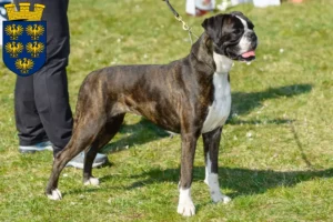 Mehr über den Artikel erfahren Boxer Züchter und Welpen in Niederösterreich