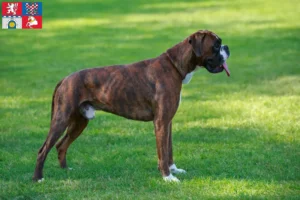 Mehr über den Artikel erfahren Boxer Züchter und Welpen in Pardubice