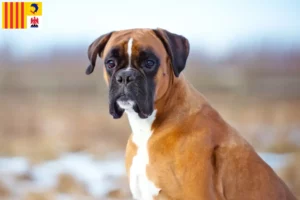 Mehr über den Artikel erfahren Boxer Züchter und Welpen in der Provence-Alpes-Côte d’Azur