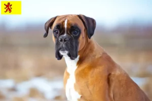 Mehr über den Artikel erfahren Boxer Züchter und Welpen in Südholland