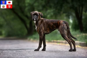 Mehr über den Artikel erfahren Boxer Züchter und Welpen in Vysočina