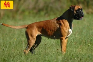 Mehr über den Artikel erfahren Boxer Züchter und Welpen in Wallonische Region