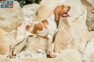 Mehr über den Artikel erfahren Bracco Italiano Züchter und Welpen in Bourgogne-Franche-Comté