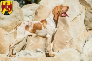 Mehr über den Artikel erfahren Bracco Italiano Züchter und Welpen im Burgenland