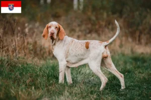 Mehr über den Artikel erfahren Bracco Italiano Züchter und Welpen in Hessen