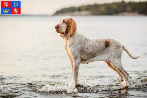 Mehr über den Artikel erfahren Bracco Italiano Züchter und Welpen in Hradec Králové