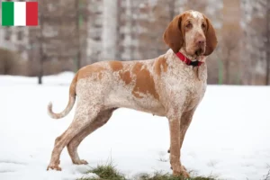 Mehr über den Artikel erfahren Bracco Italiano Züchter und Welpen in Italien