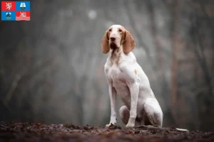 Mehr über den Artikel erfahren Bracco Italiano Züchter und Welpen in Karlsbad