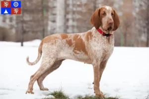 Mehr über den Artikel erfahren Bracco Italiano Züchter und Welpen in Liberec