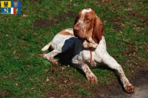 Mehr über den Artikel erfahren Bracco Italiano Züchter und Welpen in Mähren-Schlesien