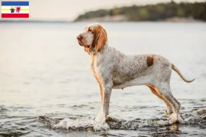 Mehr über den Artikel erfahren Bracco Italiano Züchter und Welpen in Mecklenburg-Vorpommern