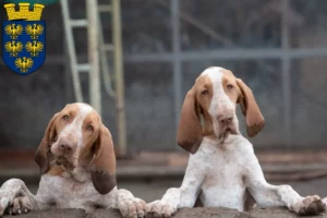 Mehr über den Artikel erfahren Bracco Italiano Züchter und Welpen in Niederösterreich